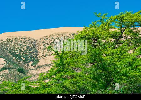 Désert de printemps, feuillage d'arbre vert frais devant la dune de sable de Sarykum Banque D'Images