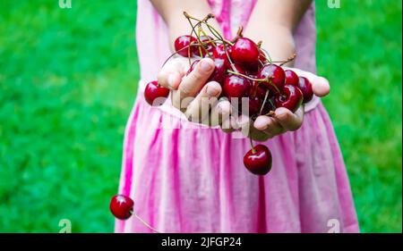 Un enfant récolte des cerises dans le jardin. Mise au point sélective. Nourriture. Banque D'Images