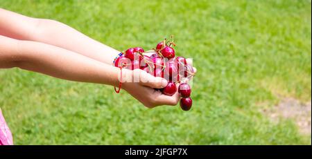 Un enfant récolte des cerises dans le jardin. Mise au point sélective. Nourriture. Banque D'Images