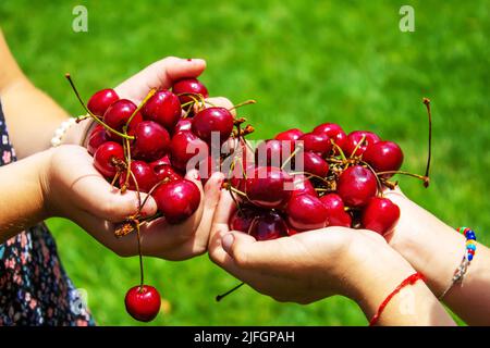 Un enfant récolte des cerises dans le jardin. Mise au point sélective. Nourriture. Banque D'Images