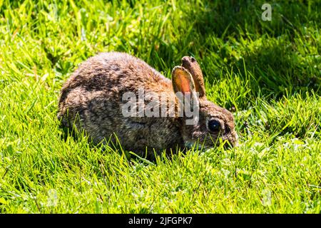 Jeune lapin mangeant de l'herbe dans un jardin, Rosudgeon, Penzance, Cornwall, Royaume-Uni Banque D'Images