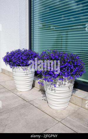 Lobelia erinus ou Edging lobelia ou Garden lobelia avec de fines fleurs bleues, la plante de balcon saisonnière la plus populaire Banque D'Images