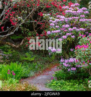 Rhododendron Walk à Attadale Gardens, Strathcarron, Wester Ross, Écosse Banque D'Images