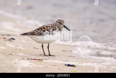 Sanderling (Calidris alba) en été plumage, Shetland Islands, Écosse, Royaume-Uni Banque D'Images