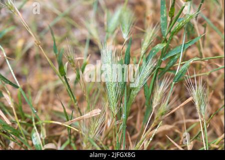 Gros plan des épillets verts de graminées sauvages. Souris ou faux orge. Mouiller les tiges de plantes avec des gouttes de pluie. Mise au point sélective. Arrière-plans naturels pour divers d Banque D'Images