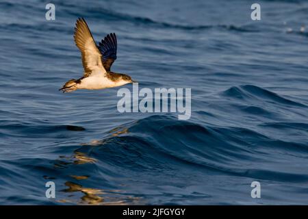 Manx Shearwater (Puffinus puffinus) en vol au large de l'île Skomer, Pembrokeshire, pays de Galles, Royaume-Uni Banque D'Images