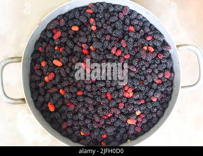 Une grande casserole pleine de mûrier frais cueilli Banque D'Images