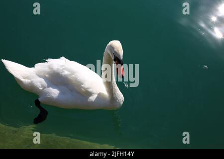 Grand cygne blanc dans l'eau bleue à Zurich, Suisse. Magnifique oiseau flottant sur la surface de l'eau pendant une journée ensoleillée d'été. Image couleur. Banque D'Images