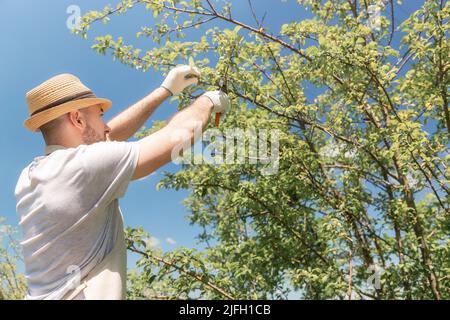 Jardinier barbu portant des gants et un chapeau de paille élaguer une branche d'arbre malade. Vue de dessous. En arrière-plan est un ciel. Jardinage et agriculture Banque D'Images