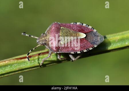 Insecte de protection des cheveux alias sloe Bug Dolycoris baccarum Banque D'Images