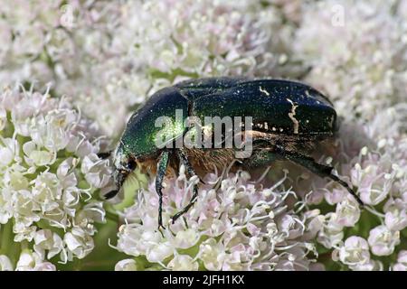 Chafer Cetonia aurata Rose Banque D'Images