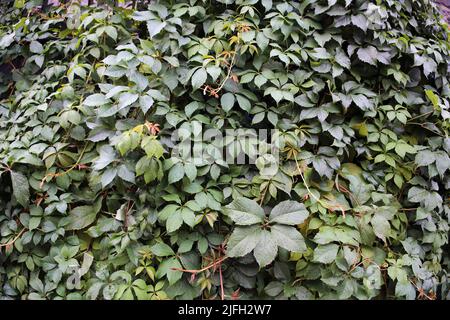 Mur vert recouvert d'une plante avec beaucoup de feuilles vertes. Photographié après une pluie pour que les feuilles aient des gouttes d'eau de pluie sur elles. Magnifique naturel. Banque D'Images