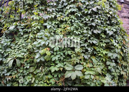 Mur vert recouvert d'une plante avec beaucoup de feuilles vertes. Photographié après une pluie pour que les feuilles aient des gouttes d'eau de pluie sur elles. Magnifique naturel. Banque D'Images