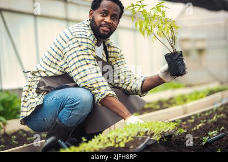 Portrait d'un fermier africain souriant tenant une caisse de plantes fraîches dans une plantation en serre industrielle. Banque D'Images
