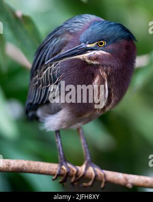 Oiseau heron vert perché sur une branche exposant son corps, plumes bleues vertes plumage, bec, tête, oeil, pieds avec un arrière-plan flou dans son environnement. Banque D'Images