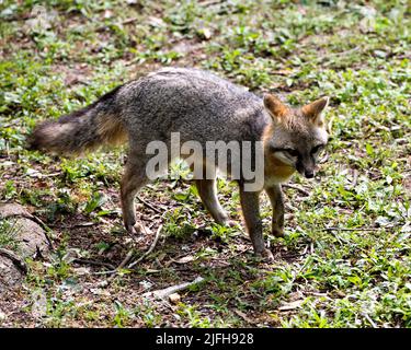 Renard gris marchant dans un champ, exposant son corps, la tête, les oreilles, les yeux, nez, queue appréciant son environnement et son environnement. Portrait de renard. Image. Image Banque D'Images