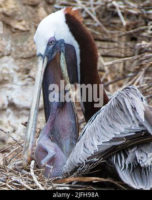 Oiseau pélican brun nourrissant son bébé pélican tout en affichant son corps, tête, bec, oeil, plumage dans son environnement et entourant avec un fond. Banque D'Images