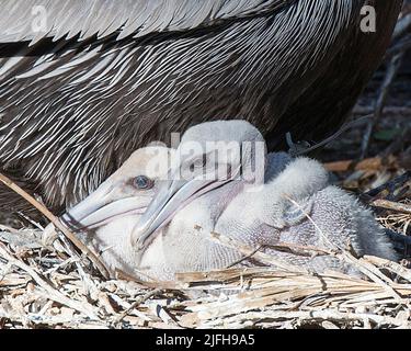 Oiseau pélican brun avec son bébé pélicans et ses ailes se répandent montrant son corps, sa tête, son bec, ses yeux, son plumage dans son environnement et ses environs. Bébé. Banque D'Images