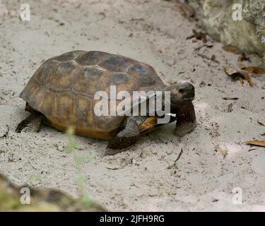 Tortue Gopher-tortue vue rapprochée de la tortue marchant dans le sable avec carapace de tortue, pattes, tête appréciant son environnement et son habitat. Banque D'Images