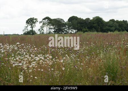 Wendover, Buckinghamshire, Royaume-Uni. 1st juillet 2022. Ayant abattu une grande partie de l'ancienne forêt de Jones Hill Wood à Wendover, HS2 a transposé les sols des bois dans un champ près de Jones Hill Wood et y a mis des membres abattus de la forêt. Les haies translocalisées que HS2 y a déplacées ont tous depuis disparu comme beaucoup de la haie et des arbres qu'ils plantaient. À deux des arbres nouvellement plantés ont été arrachés dans des vents forts et sont maintenant morts. Le champ est principalement rempli de mauvaises herbes et de pâquerettes maintenant. Crédit : Maureen McLean/Alay Live News Banque D'Images