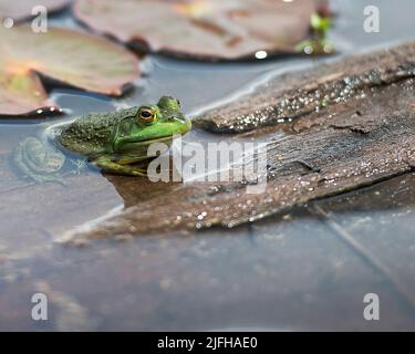 Frog sitting on a log dans l'eau d'exposer son corps, tête, des jambes, des yeux et d'apprécier son environnement et ses environs, Banque D'Images