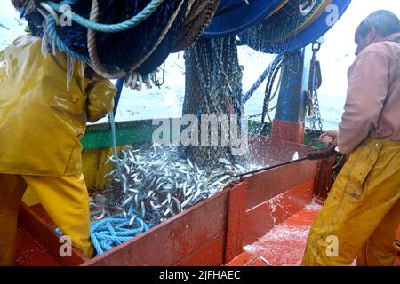 pêche à la sardine en vendée, france Banque D'Images