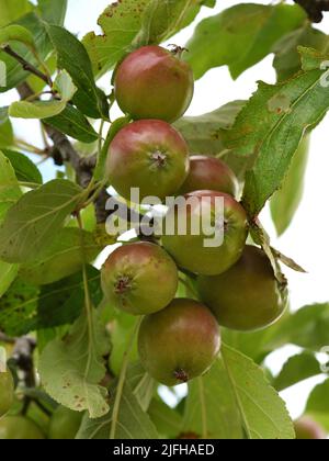 Jeunes fruits de malus domestica Red Falstaff. Banque D'Images