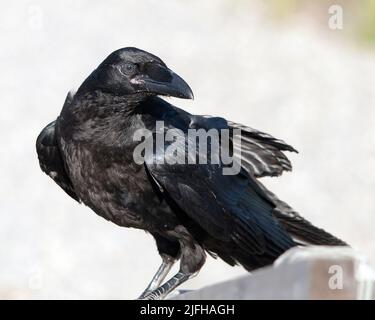 Vue en gros plan du Raven montrant la tête, les yeux, le bec, le plumage de plumes noires, les ailes avec un fond blanc dans son habitat. Image du Nid-de-Corbeau Banque D'Images