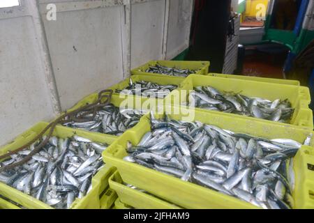 pêche à la sardine en vendée, france Banque D'Images