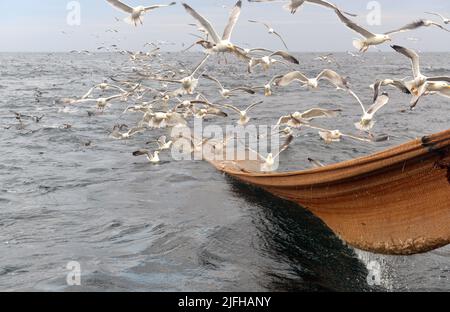 pêche à la sardine en vendée, france Banque D'Images