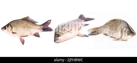 Carpe de poisson vivant isolée sur fond blanc, ensemble Banque D'Images