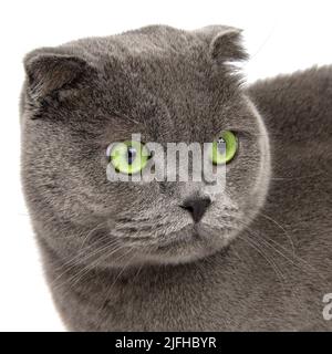 Chat gris britannique beau isolé sur fond blanc Banque D'Images