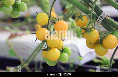 Doha, Mexico, Qatar. 3rd juillet 2022. 3 juillet 2022, Doha, Qatar: Détail des tomates vertes pendant la saison de récolte dans la zone de serre. Le 3 juillet 2022 à Doha, Qatar. (Credit image: © Sidhik Keerantakath/eyepix via ZUMA Press Wire) Banque D'Images