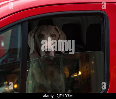 Un chien Weimaraner regardant par une fenêtre de voiture. Banque D'Images