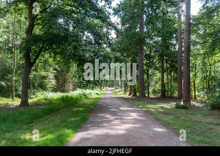 Hartland Country Park près de Fleet, Hampshire, Angleterre, Royaume-Uni. Sentier à travers les bois en été. Banque D'Images