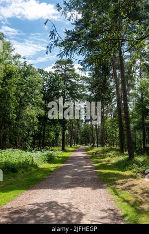 Hartland Country Park près de Fleet, Hampshire, Angleterre, Royaume-Uni. Sentier à travers les bois en été. Banque D'Images