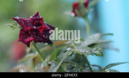 la plus belle fleur Banque D'Images