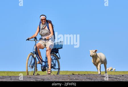 Troupeau de moutons sur la piste cylongeant la plage est de 29 juin 2022 à Wyk, île de Foehr, Allemagne. © Peter Schatz / Alamy stock photos Banque D'Images