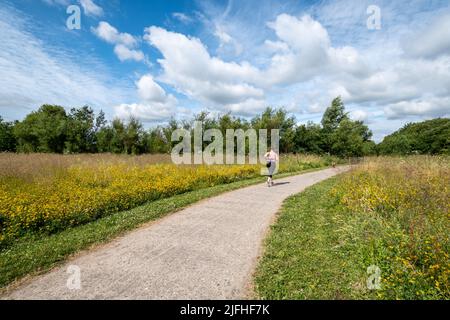 Edenbrook Country Park près de Fleet, Hampshire, Angleterre, Royaume-Uni. Une femme qui fait du jogging avec un chien le long d'un chemin à travers des fleurs sauvages par une belle journée d'été. Banque D'Images