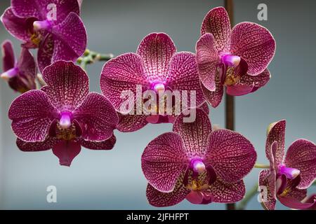 Phalaenopsis, également connu sous le nom d'orchidées de papillon, est un genre d'environ soixante-dix espèces de plantes de la famille des Orchidaceae. Banque D'Images