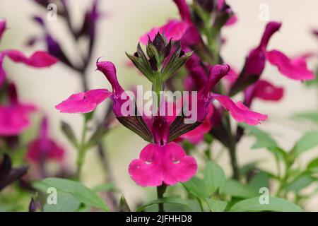 gros plan d'un magnifique salvia x hybride rose-magenta, mise au point sélective, arrière-plan flou Banque D'Images