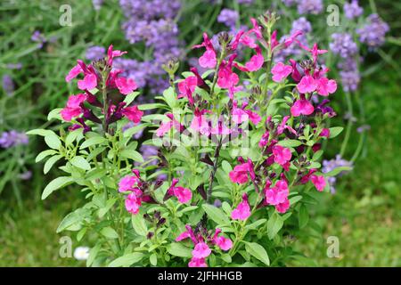 gros plan d'un magnifique hybride rose-magenta rose dans un lit de fleurs, vue d'en haut Banque D'Images