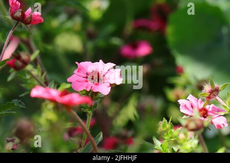 gros plan de jolies fleurs roses potentilla dans un lit de jardin, mise au point sélective, arrière-plan flou Banque D'Images