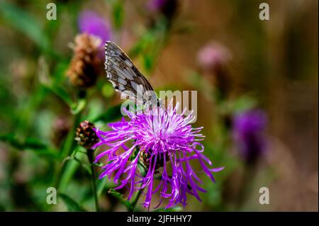 Photo macro d'un papillon blanc marbré occidental (Melanargia galathea) assis sur la fleur rose d'un chardon. Banque D'Images