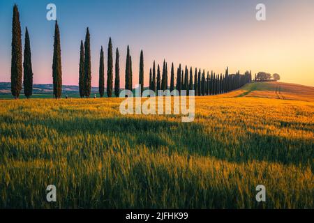 Maison sur la colline et route rurale décorée de cyprès en rangée. Magnifique paysage de campagne toscane avec champs de céréales au lever du soleil, Toscane, il Banque D'Images
