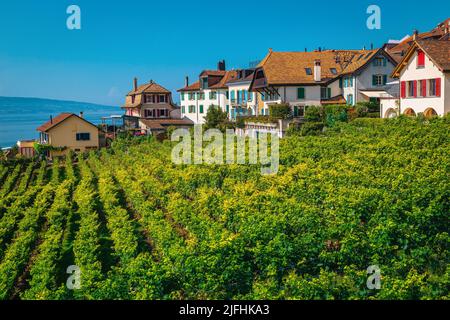 Magnifique vignoble en terrasse bien ordonné et le lac Léman en arrière-plan. Plantation de vignes vertes et bâtiments colorés sur la colline, Rivaz, canton de Vaud, SW Banque D'Images