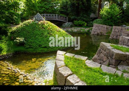 L'étang avec des berges en pierre et une sorte de buissons azalées pyramide et pont en bois japonais dans le jardin japonais dans le parc Albert Kahn à pari Banque D'Images