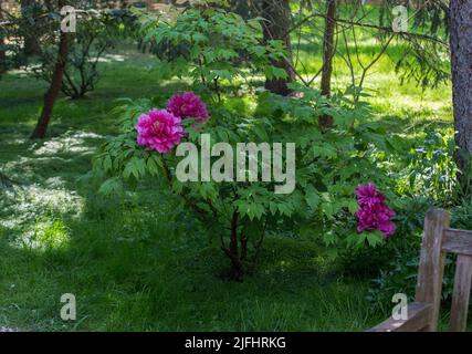 Fantastique énorme 2 Peonies dans le parc Albert Kahn en forêt avec des cèdres de l'Atlantique. Paris, France, début mai Banque D'Images