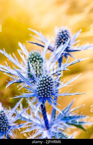 Blue Hobbit, Sea Holly, Eryngium Planum fleurs Banque D'Images