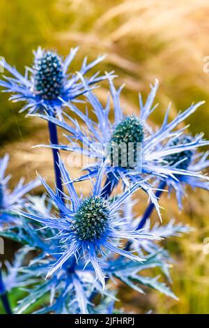 Blue Hobbit, Sea Holly, Eryngium Planum fleurs Banque D'Images